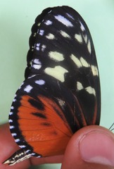 Heliconius hecale zuleika