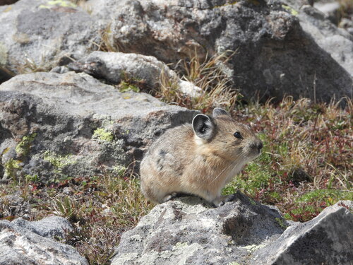 American Pika