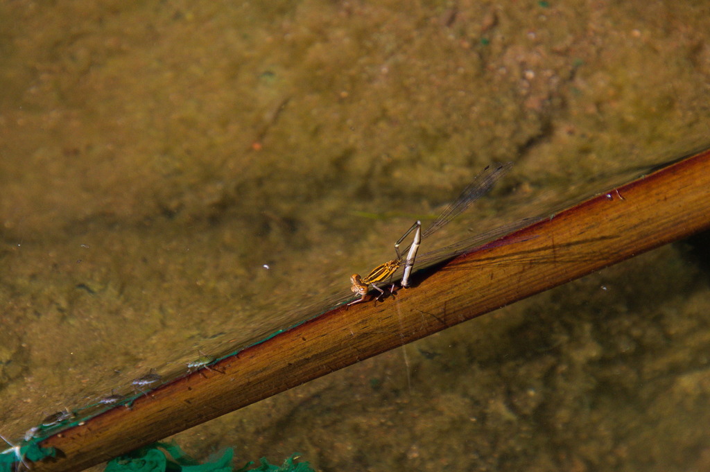 Orange-striped Threadtail