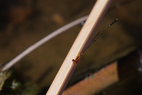 Orange-striped Threadtail photo 5