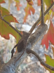 Acanthocephala declivis