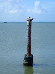 Pelecanus occidentalis