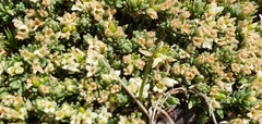 Kelleria laxa