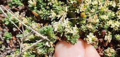 Kelleria laxa
