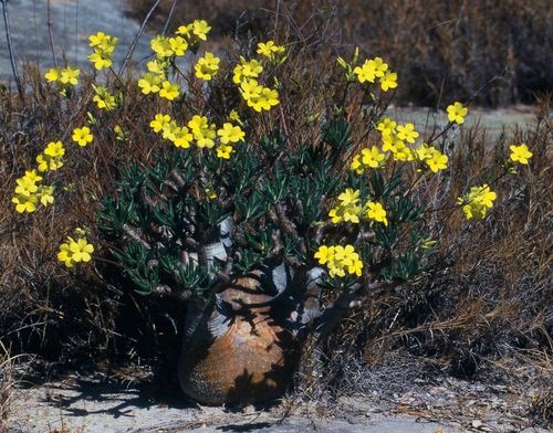 Elephant's Foot Plant