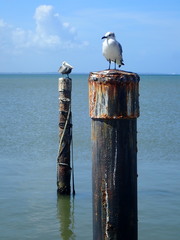 Leucophaeus atricilla