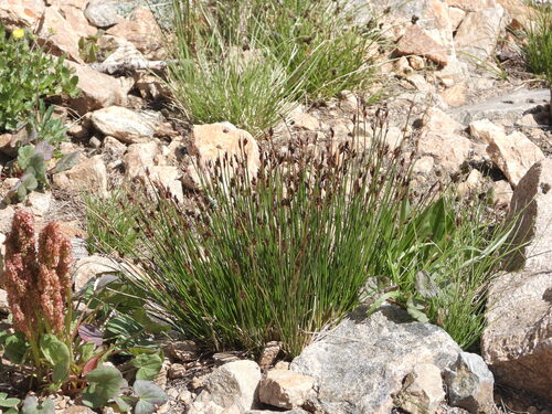 drummond's rush (Juncus drummondii)