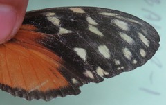 Heliconius hecale zuleika