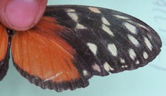 Heliconius hecale zuleika