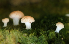 Tubifera microsperma