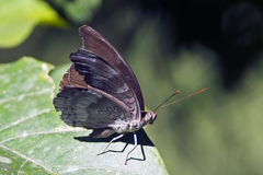 Dophla evelina