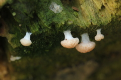 Tubifera microsperma