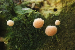 Tubifera microsperma