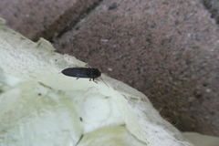 Ctenoplectron
