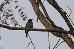Eumyias albicaudatus
