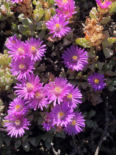 Oscularia deltoides