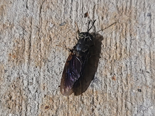 Unknown species found near Garden City, ID, USA