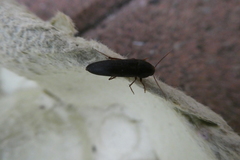 Ctenoplectron