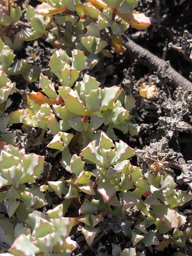 Oscularia deltoides