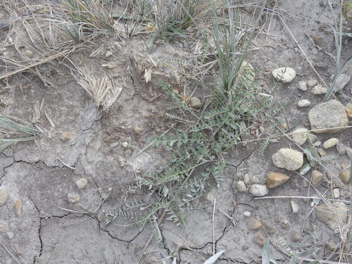 Park Milkvetch (Astragalus leptaleus)