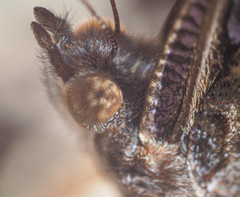Vanessa atalanta