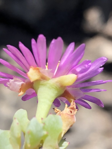 Oscularia deltoides