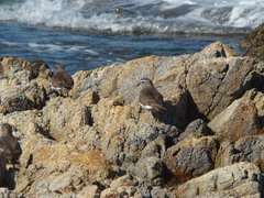 Charadrius modestus