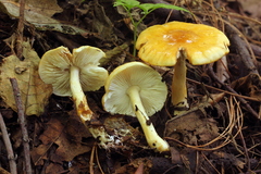 Limacella