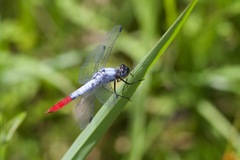 Planiplax erythropyga