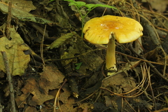 Limacella