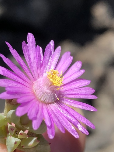 Oscularia deltoides