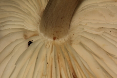 Limacella