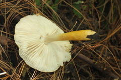 Limacella
