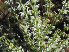 Salvia argentea