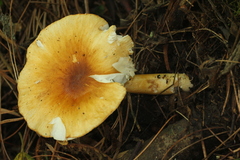 Limacella