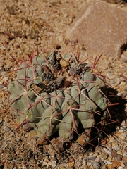 Thelocactus hexaedrophorus hexaedrophorus