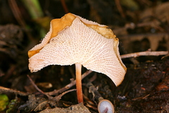 Marasmius cladophyllus