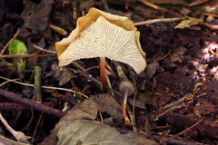 Marasmius cladophyllus