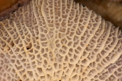 Marasmius cladophyllus