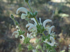 Salvia argentea