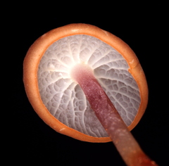 Marasmius cladophyllus