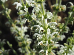 Salvia argentea