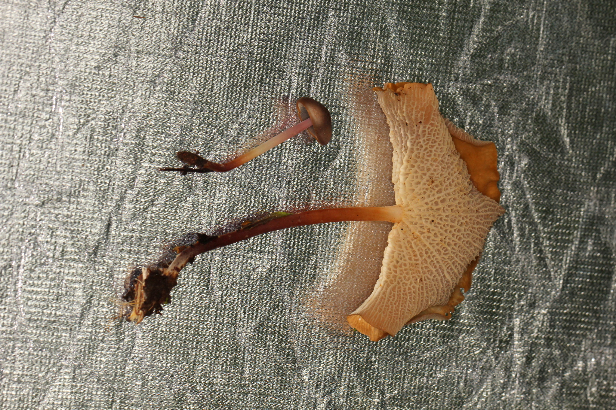 Marasmius cladophyllus image