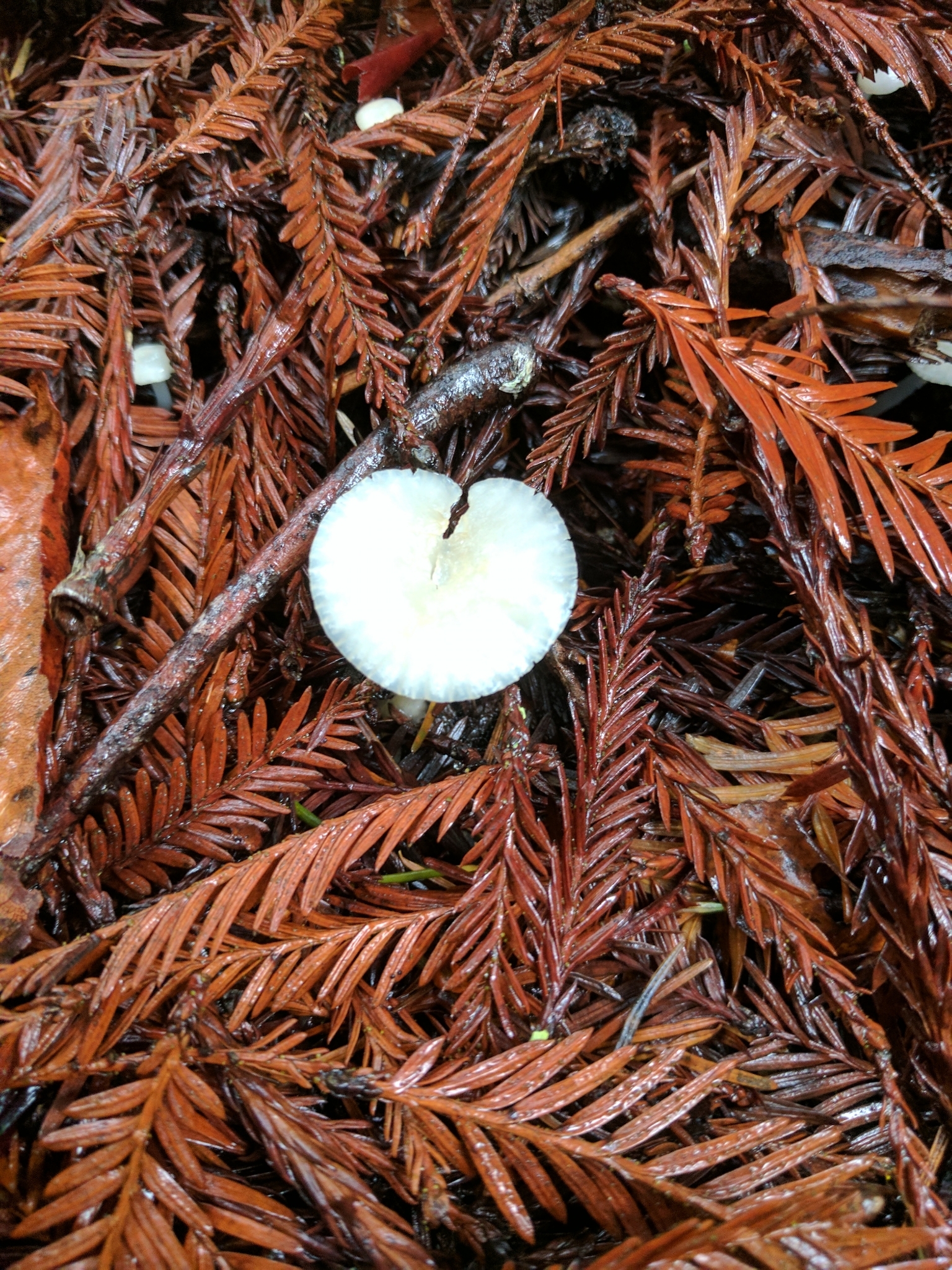 Marasmius calhouniae image