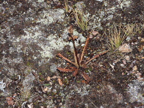 Parry's lousewort (Pedicularis parryi)