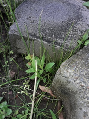 Equisetum bogotense