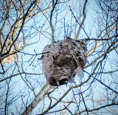 Dolichovespula maculata