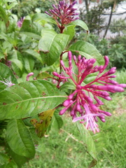Fuchsia arborescens