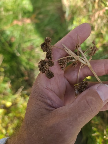 Pale Bulrush (Scirpus pallidus)