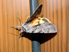 Catocala sordida